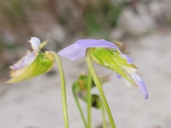 Viola pedata