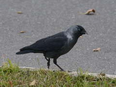 Corvus monedula
