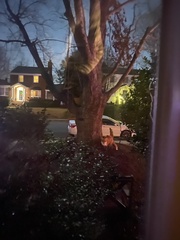 Vulpes vulpes fulvus