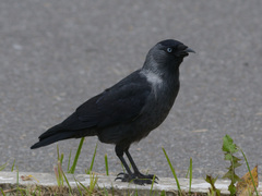 Corvus monedula