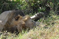 Panthera leo melanochaita