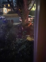 Vulpes vulpes fulvus