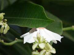 Ricaniidae