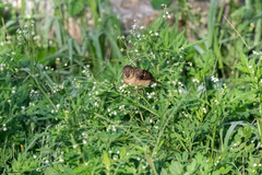 Sporophila morelleti