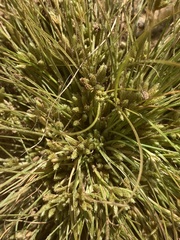 Fimbristylis
