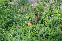 Sporophila morelleti