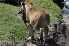 Panthera leo melanochaita