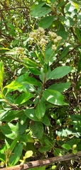 Baccharis latifolia