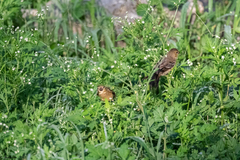 Sporophila morelleti