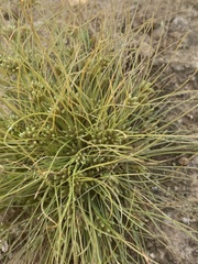 Fimbristylis