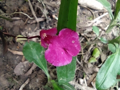 Comparettia falcata