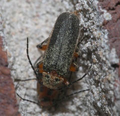 Atalantycha bilineata