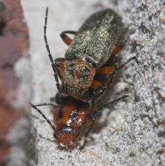 Atalantycha bilineata