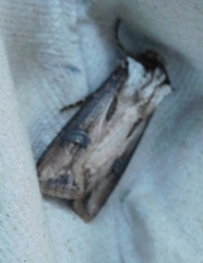 Agrotis venerabilis