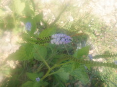 Heliotropium indicum