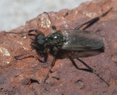 Bibio articulatus