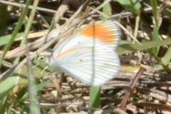 Colotis