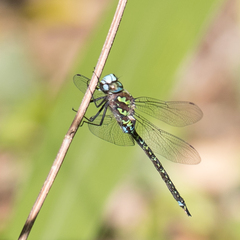 Rhionaeschna planaltica