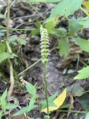 Spiranthes ovalis