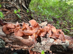 Auricularia angiospermarum