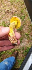 Pulchroboletus rubricitrinus image