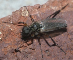 Bibio articulatus