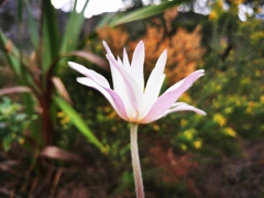 Knowltonia tenuifolia
