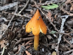 Hygrocybe acutoconica