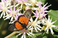 Acraea igola