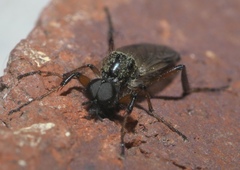Bibio articulatus