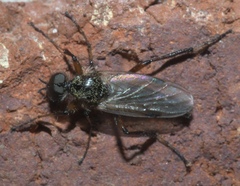 Bibio articulatus