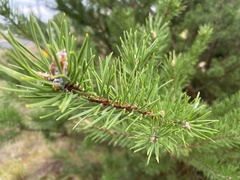 Pinus banksiana
