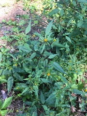 Bidens discoidea
