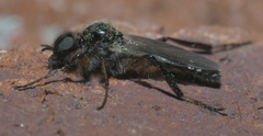 Bibio articulatus