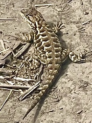 Sceloporus occidentalis bocourtii