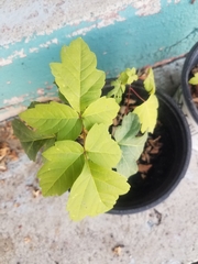 Acer negundo