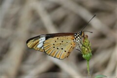 Acraea encedon encedon