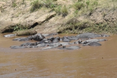 Hippopotamus amphibius