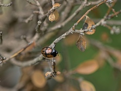 Ogdoecosta biannularis