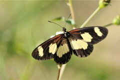Acraea cabira