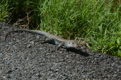 Pholidoscelis exsul