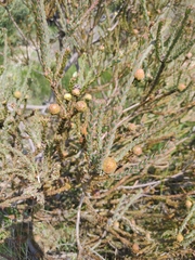 Leucadendron levisanus