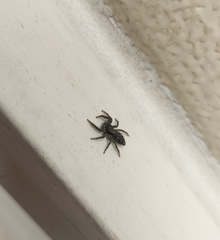 Platycryptus californicus