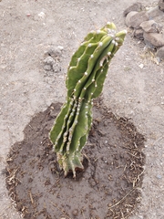 Cactoideae