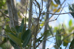 Vireo latimeri