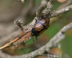 Ogdoecosta biannularis