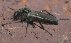Bibio articulatus