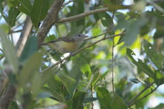 Vireo latimeri