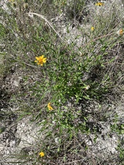 Wedelia hispida