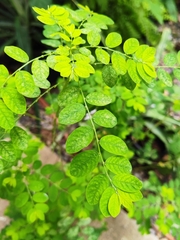 Phyllanthus tenellus